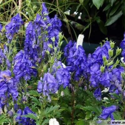 Aconitum fischeri - 