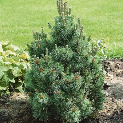 Pinus mugo 'Columbo' - 