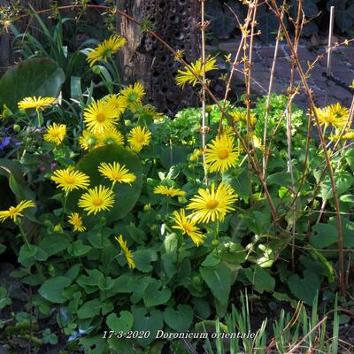 Kaukasus-Gämswurz - Doronicum orientale