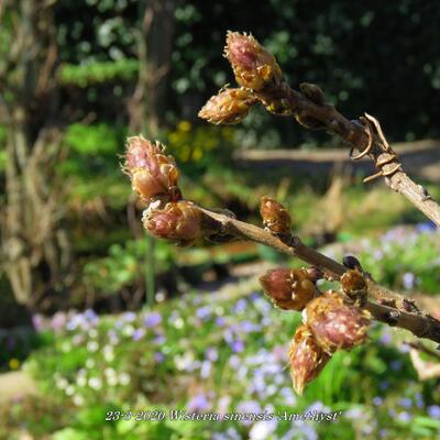 Wisteria sinensis 'Amethyst' - 