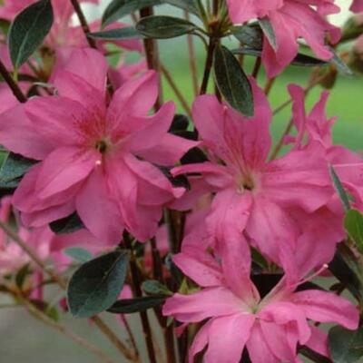 Rhododendron 'Roza' - 