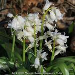 Hyacinthoides hispanica 'Alba' - 