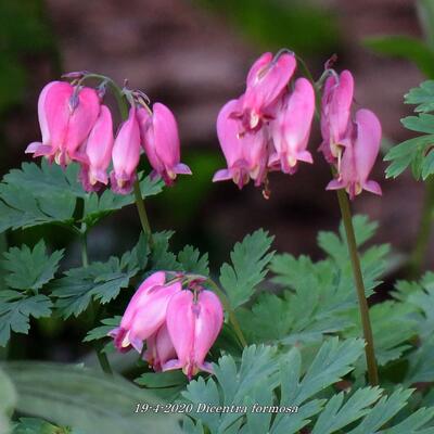 COEUR DE MARIE - Dicentra formosa