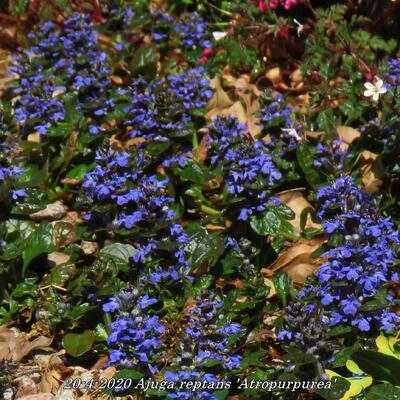 Ajuga reptans 'Atropurpurea' - Ajuga reptans 'Atropurpurea'