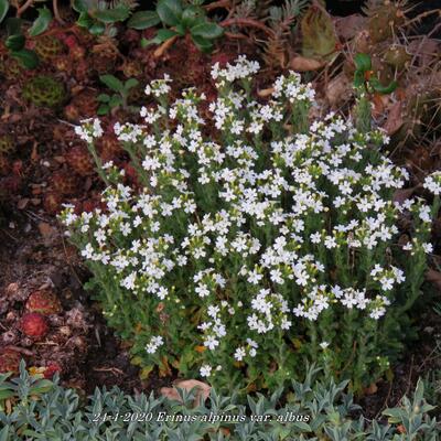 Erinus alpinus var. albus - 