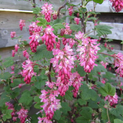 Ribes sanguineum 'King Edward VII'