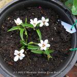 X Rhodoxis 'Hebron Farm Red Eye' - 