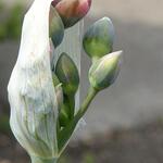 Allium tripedale - Kleiner Honiglauch