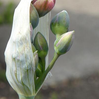 Allium tripedale - 