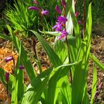Bletilla striata purple variegated - 