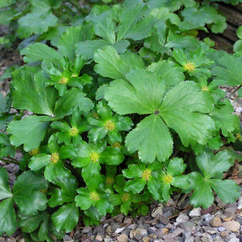 Hacquetia epipactis