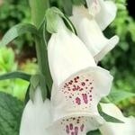 Digitalis purpurea ssp heywoodii - 