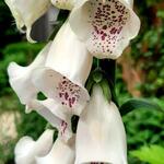 Digitalis purpurea ssp heywoodii - 