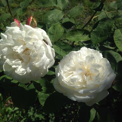 Rosa 'Winchester Cathedral' - 