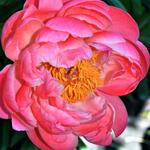 Paeonia 'Coral Sunset'  - 