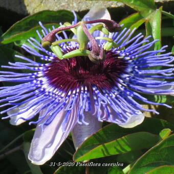 Passiflore Caerulea - Plante Grimpante ✾ Pépinière Ferriere Fleurs