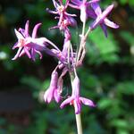 Tulbaghia 'Moya' - 