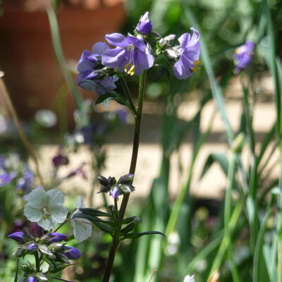 Polemonium yezoense var. hidakanum 'Purple Rain'