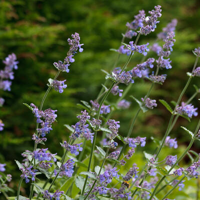 Nepeta x faassenii - Hybrid-Katzenminze - Nepeta x faassenii