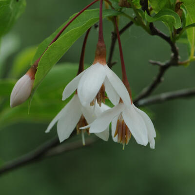 Styrax japonicus