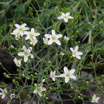 Arenaria pseudoacantholimon - 