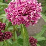 Asclepias incarnata 'Cinderella'