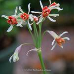 Tulbaghia alliacea - 