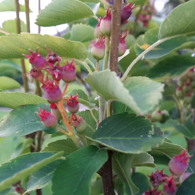 Amelanchier alnifolia 'Obelisk'