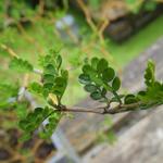 Sophora prostrata 'Little Baby' - 