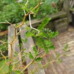 Sophora prostrata 'Little Baby' - 