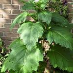 Nicandra physalodes 'Alba' - 