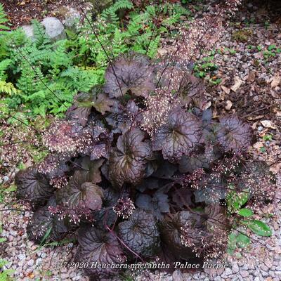 Heuchera micrantha 'Palace Purple' - Heuchera micrantha 'Palace Purple'