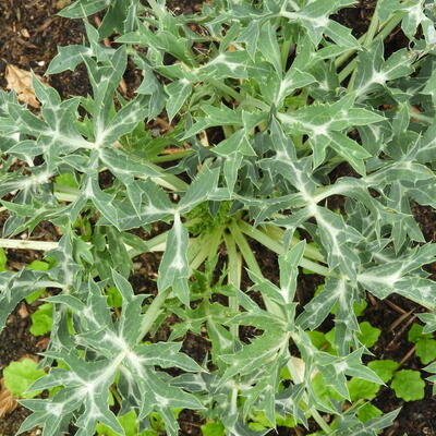 Eryngium agavifolium - Eryngium agavifolium