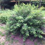 Indigofera heterantha 'Gerardiana' - 