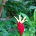 Spigelia marilandica 'Little Redhead' - 