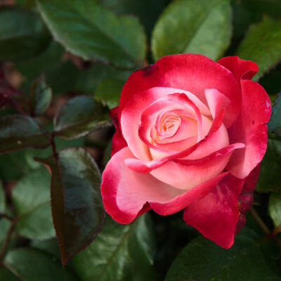 Rosa 'Nostalgie' - 