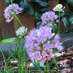Allium senescens subsp. montanum 'Summer Beauty' - 