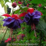 Fuchsia 'Lilac Lustre' - 