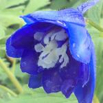 Delphinium EXCALIBUR 'Dark Blue White Bee' - 