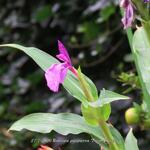 Roscoea purpurea 'Twin Towers' - 