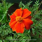 Tagetes patula 'Cinnabar' (Dixter strain) - 