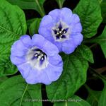 Nicandra physalodes 'Black Pod' - 