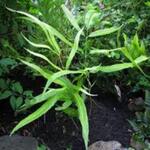 Coniogramme japonica - 