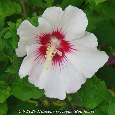 Hibiscus syriacus ’Red heart’ - Hibiscus syriacus ’Red heart’