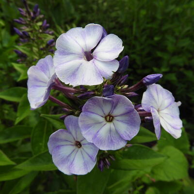 Phlox paniculata 'YOUNIQUE Old Blue' - 