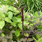 Angelica sylvestris 'Ebony' - 