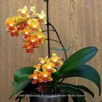 Phalaenopsis Baldan's Kaleidoscope 'Golden Treasure' - 