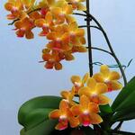 Phalaenopsis Baldan's Kaleidoscope 'Golden Treasure' - 