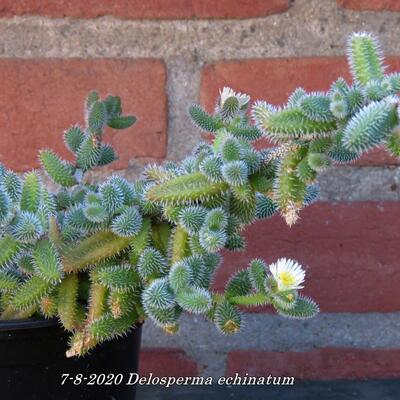 Delosperma echinatum - 