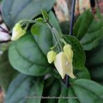 Clerodendrum thomsoniae - Clérodendron grimpant